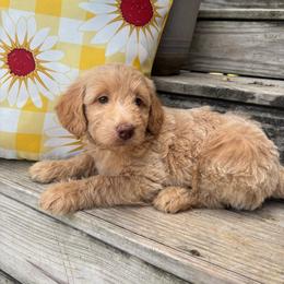 Orange - Apricot female Goldendoodle puppy in Seguin, Texas from Dude Ranch Doodles