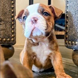 Suzy - Red brindle and white female Bulldog puppy in Lake Stevens, Washington from Washington Bulldogs
