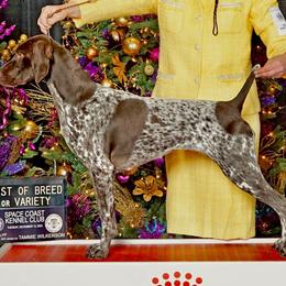 Belle - German Shorthaired Pointer