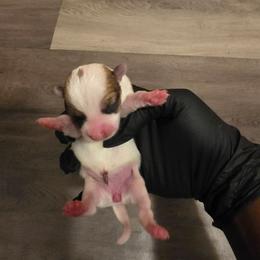 Lola - Fawn and white female Chihuahua puppy in Camden, New Jersey from Maldonado Pet Life Breeder LLC.