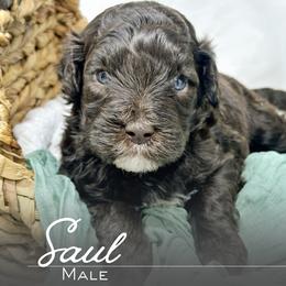 Saul - Brown and white male Portuguese Water Dog puppy in Asheville, North Carolina from Top Notch Portuguese Water Dogs