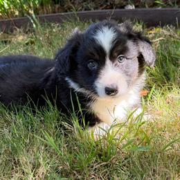 Orion - Black and white male Cardigan Welsh Corgi puppy in San Diego ,Ca, California from SoCal Native Corgis