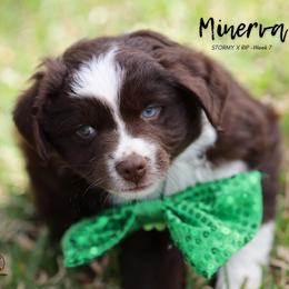 Australian Shepherd, Miniature American Shepherd, Miniature Australian Shepherd, and Toy Australian Shepherd Puppies from TK Standard, Mini, & Toy Aussies