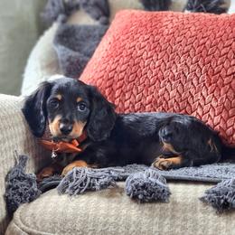 AKC Meet Cooper :) - Black and tan male Dachshund puppy in Centerville, Iowa from Barnyard Dachshunds, Dals & Doodles