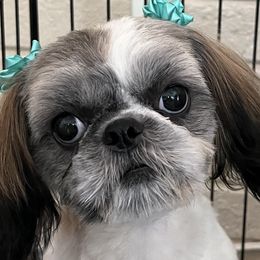Fluffy - Shih Tzu