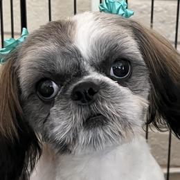 Fluffy - Shih Tzu