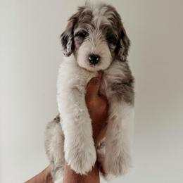 Hugo - Blue merle and white male Sheepadoodle puppy in Wabash, Indiana from DOODCompany