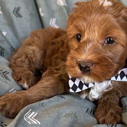 Rhett - Red Cockapoo puppy in Roseville, California from Darby Park Doodles