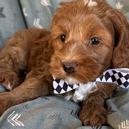 Rhett - Red Cockapoo puppy in Roseville, California from Darby Park Doodles