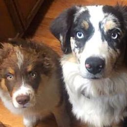 Australian Shepherds from My Tribe of Aussies