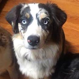 Australian Shepherds from My Tribe of Aussies