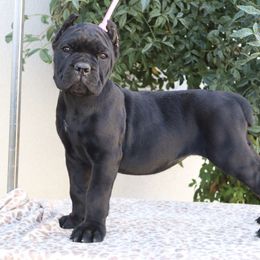 Light pink - Black female Cane Corso puppy in Caliente, California from Rafter Cross 7