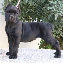 Light pink - Black female Cane Corso puppy in Caliente, California from Rafter Cross 7