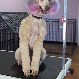Buttercup - Poodle