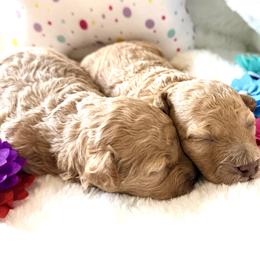 Poodle Puppies from Pet Guardian Smart Kennels, LLC