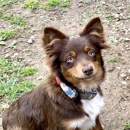 Timber - Miniature Australian Shepherd