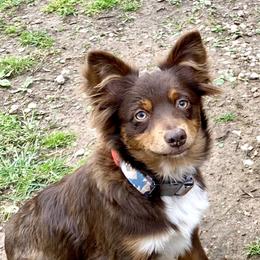 Timber - Miniature Australian Shepherd