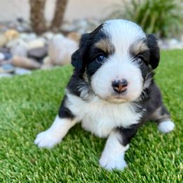 Lizzie - Black tri-color female Australian Shepherd puppy in Vista, California from Cummings Family Aussies