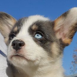 American Corgi and Pembroke Welsh Corgi Puppies from Sunray Ranch