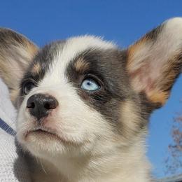 American Corgi and Pembroke Welsh Corgi Puppies from Sunray Ranch