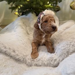 Maxx - Apricot male Goldendoodle puppy in Millville, California from Hope Lane Kennels