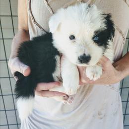 Ella - Black and white female Border Collie puppy in Alabama from Manor Farms Border Collies