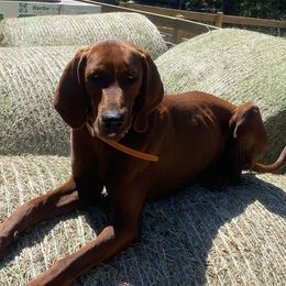 Sparky - Redbone Coonhound