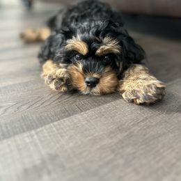 Dash - Black and tan male Cavapoo puppy in Murray, Utah from Good Looking Dogs