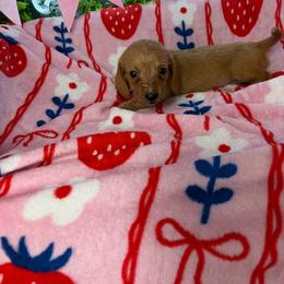 Candy - Wheaten female Dachshund puppy in Lake City, Florida from My Ditzy Doxies of Florida