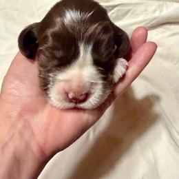 Girl 1- dark purple - Liver and white female English Springer Spaniel puppy in Wells, Vermont from Everyday Sunshine Springers