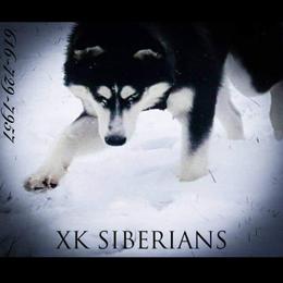 Boy 3 - Black and white male Siberian Husky puppy in Northview, Michigan from Xk siberians