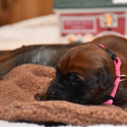 Hermoine - Wheaten female Soft Coated Wheaten Terrier puppy in Kirksville, Missouri from BellSharps Australian Shepherds