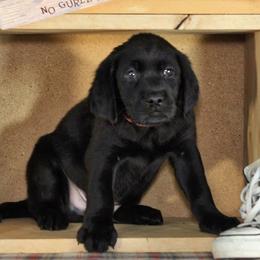 Labrador Retrievers from Tattle Tail Scent Dogs
