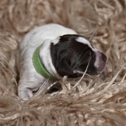 Ella- Green Collar - Brown and gray female Wirehaired Pointing Griffon puppy in Menan, Idaho from Star•CH Wirehaired Pointing Griffons