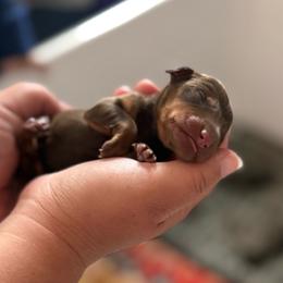 Snickers - Chocolate male Dachshund puppy in Atchison, Kansas from Birkin’ Paws