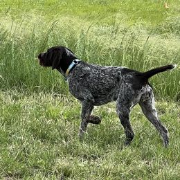 Deutsch-Drahthaar puppies from vom Cherry Creek Kennel