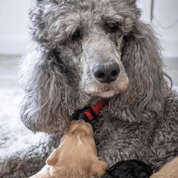 Poodles from AR River Valley Standards