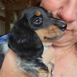 Light pink collar, Pippie's black and tan piebald longhair girl - Piebald female Dachshund puppy in Caldwell, Idaho from Dozendachs
