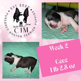 Cece - Black and white female Boston Terrier puppy in Jupiter, Florida from CJM Boston and Boxer Puppies