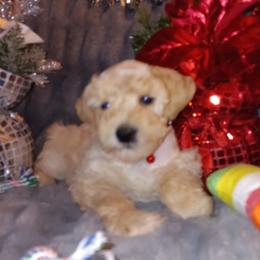 Male 1 - Wheaten male Miniature Schnauzer puppy in Shoshone, Idaho from Debra Kruse's Miniature Schnauzers