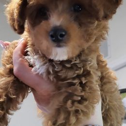 Havanese and Poodles from Fluffy Paws Puppies