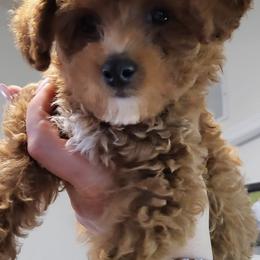 Havanese and Poodles from Fluffy Paws Puppies