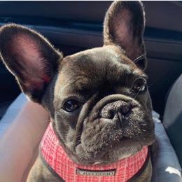 French Bulldogs from Lake Nona Frenchies