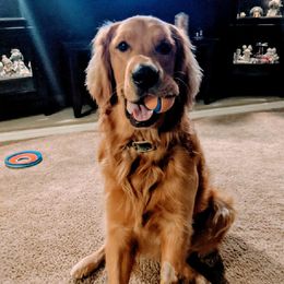 Golden Retriever Puppies from TC's Golden Ranch