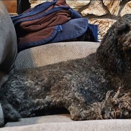 Ebony - Poodle