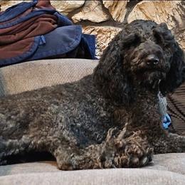 Ebony - Poodle