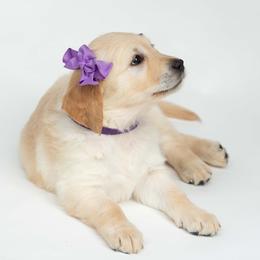 Golden Retriever Puppies from Valley County Goldens