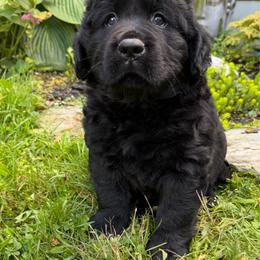NASDAq - Black male Labrador Retriever puppy in Hartland, Vermont from Enlightened Labs
