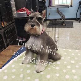 Savvy - Miniature Schnauzer