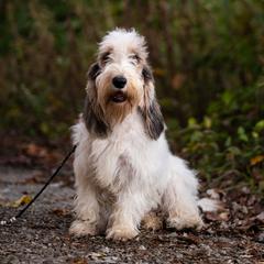 Chloe Sateen - Grand Basset Griffon Vendeen